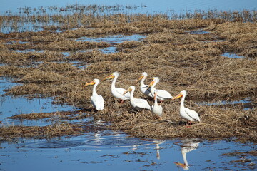 A Pod of Pelicans Resting on  Shore