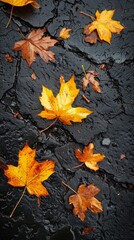 Group of Yellow Leaves on Wet Ground