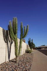Xeriscaped road shoulder with tree-like appearance of Stetsonia Coryne also known as  Argentine...
