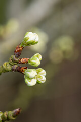 Macro shot of Chickasaw plum (prunus angustifolia) buds emerging into bloom