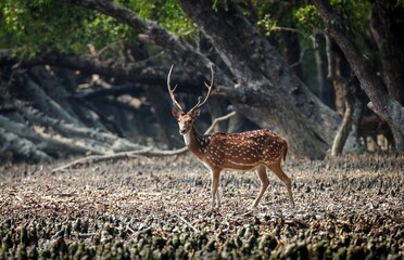 Male Spotted Deer in sundarbans.this photo was taken from Sundarbans,Bangladesh.