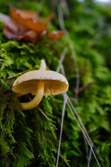 An inedible wild mushroom peeks out from the moss.
