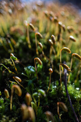 a close up of  joint toothed mosses. shallow focus.