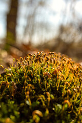 a close up of  joint toothed mosses. shallow focus.