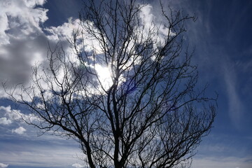 tree in the sky