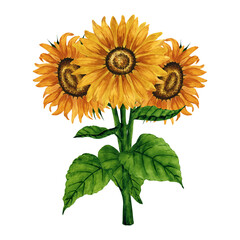 Watercolor sunflowers bouquet, floral arrangement. Hand drawn botanical illustration. Design element for postcard, greeting card, invitation, logo, background, packaging, pattern.
