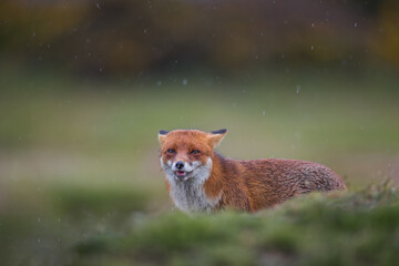 Close up of a Red fox standing in green grass