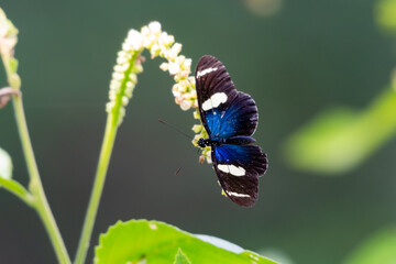 Tropical blue and black butterfly on wild white flowers in the rainforest of the Caribbean