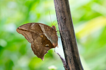 Tropical butterfly resting on a branch in the rainforest of Trinidad and Tobago