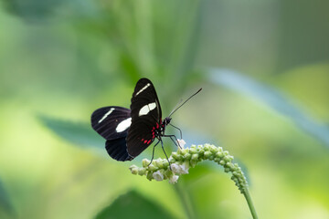 Tropical black butterfly on wild white flowers in rainforest