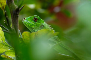 Up close head shot of a Green Iguana with detail of scales camouflaged with leaves in a tree
