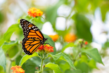 Monarch butterfly drinking nectar from an orange Lantana flower in a garden