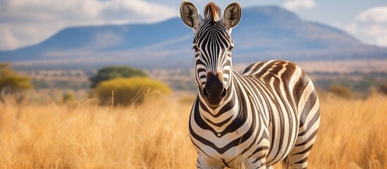 Fototapeta premium Zebra amidst tall grass by distant mountains
