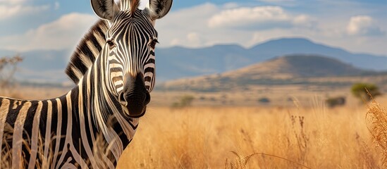 Naklejka premium Zebra standing among tall grass with distant mountains