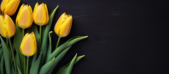 Yellow tulips contrast on dark backdrop