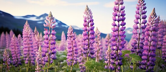 Violet wild blooms with distant peaks
