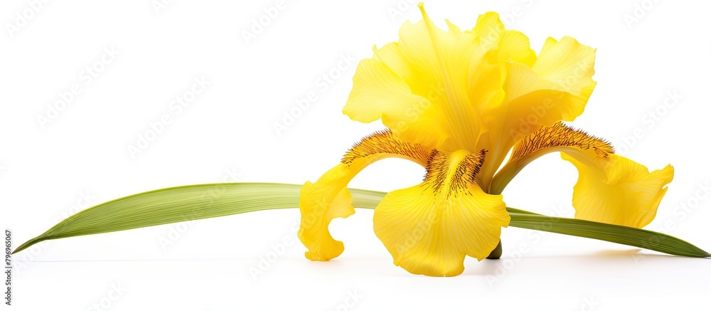 Canvas Prints Yellow iris flower with green leaves on white background with copy space