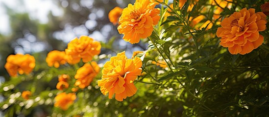 Yellow flowers bloom in sunny bush