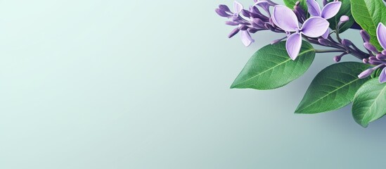 Purple flowers branch blue background - obrazy, fototapety, plakaty