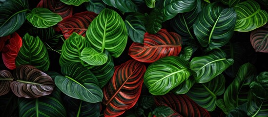 Obraz premium Close-up view of vibrant green and red foliage