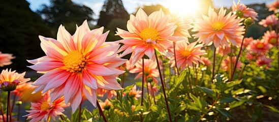 Fototapeta premium Field blossoms under radiant sun rays through cloudy sky