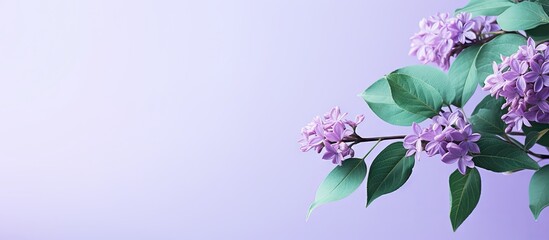 Purple flowers on a branch against a violet backdrop