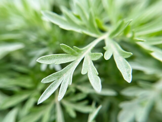 close-up leaves of wormwood plant