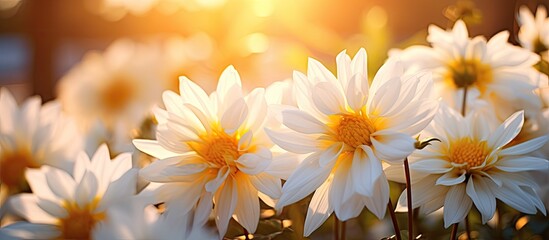 Many daisies feature yellow centers under the sun