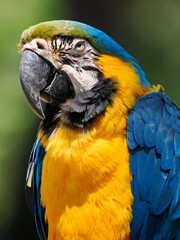 Portrait of Gelbbrustara macaw or blue-and-gold macaw (Ara ararauna) 