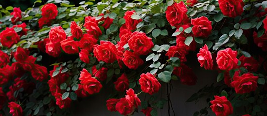 Many vibrant red roses on garden wall