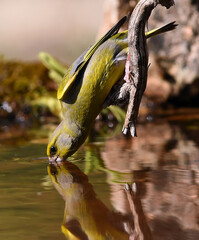 a greenfinch with beautiful colors on a tree branch