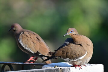 a couple of White-winged dove