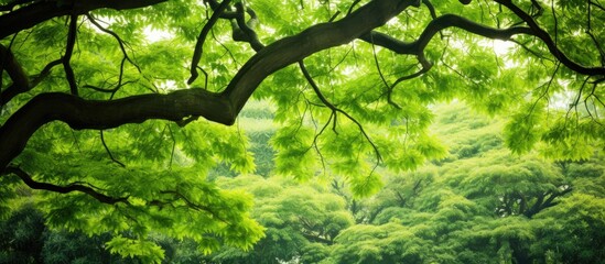 Tree with lush green foliage in a serene park - obrazy, fototapety, plakaty