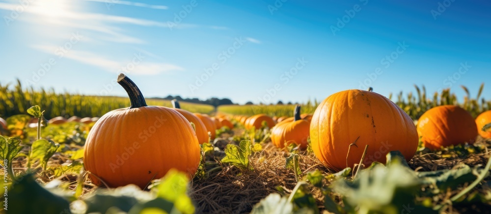 Poster Pumpkins in a Field with a Clear Blue Sky