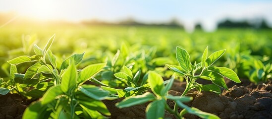 Obraz premium Green plants bask in sunlight