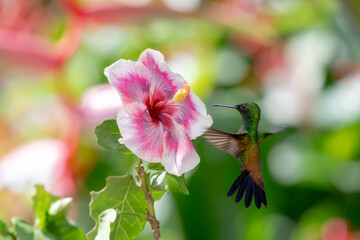 Obraz premium Copper-rumped hummingbird dancing next to a tropical pink and purple hibiscus flower