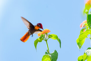 Colorful Ruby Topaz hummingbird, Chrysolampis mosquitus, with gold feathers feeding on orange flowers isolated in blue sky