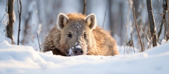 Small brown bear in snowy landscape