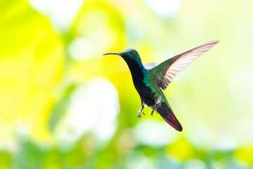 Black-throated Mango hummingbird, Anthracothorax nigricollis, flying in the bright sunlight with blurred yellow background.