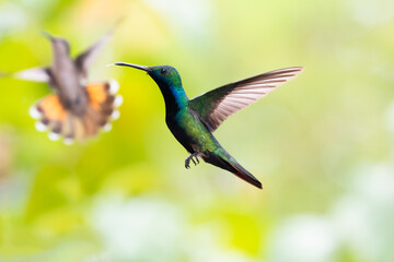 Black-throated Mango hummingbird hovering in the air with another hummingbird blurred in the background