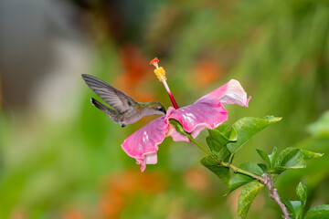 Ruby Topaz hummingbird pollinating an exotic pink hibiscus flower