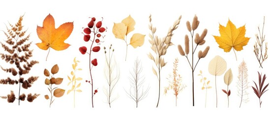 Obraz premium Various close-up leaves group