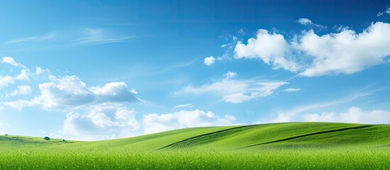 Field of green with clear blue sky above