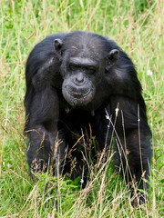 Chimpanzee (Pan troglodytes) walking in tall grass and seen from front