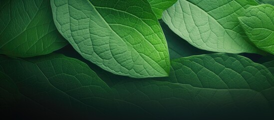 Fototapeta premium Green leaf close-up on dark backdrop