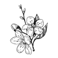 Plum blossom vintage vector monochrome illustration