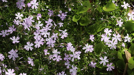 Purple wild flowers growing in a park meadow
