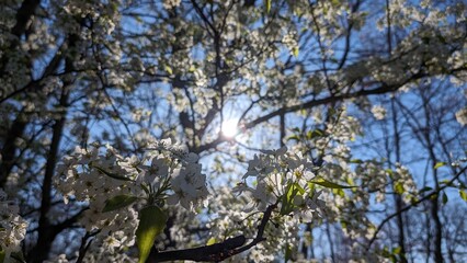 Sun glistening on pedals of a springtime flower