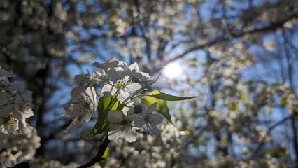 Sun glistening on pedals of a springtime flowe