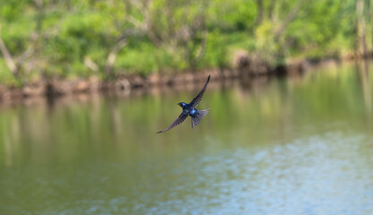 Purple martin flies over a lake in spring.